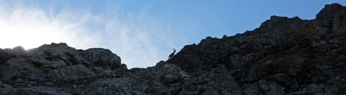 Immer wieder kreuzten Steinböcke und Gämsen meine Wege.