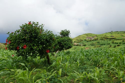 Hibiskus, Mais, Bohnen, ...