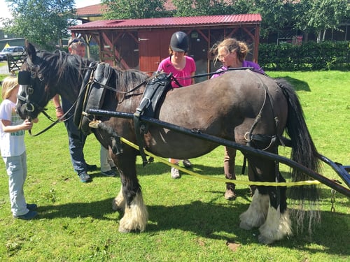 So wird das Zugpferd eingespannt.