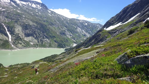 Abstieg zum Räterichsbodensee im Meer der Alpenrosen.