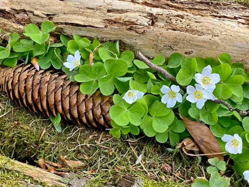 2020/04: Der Frühling ist da! (CH/SO)