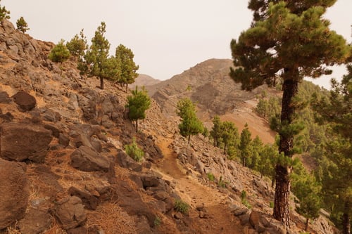 Einfach schön, der grüne Kontrast der Kiefern in der ockerfarbenen Vulkanlandschaft