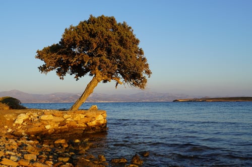 2024/09: Einsam trotzt den Naturgewalten (GR/Paros)