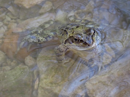 Wer ist besser getarnt? Die Flussbewohner....