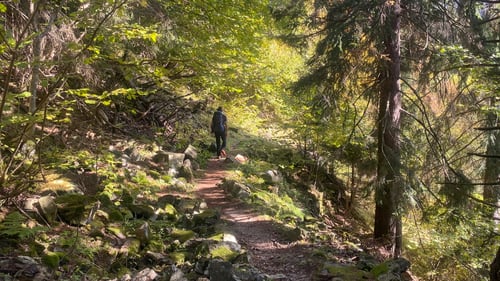 Auf schönem Pfad der Höhenlinie entlang...