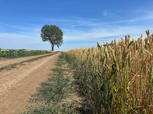 Die letzten Kilometer in der Einsamkeit entlang den Korn- und Sonnenblumenfeldern.