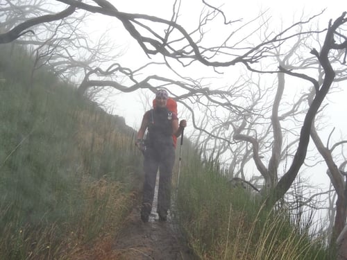 Unterwegs im nebligen Märchenwald