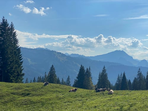 Hier haben die Kühe eine tolle Weide mit exzellenter Aussicht.