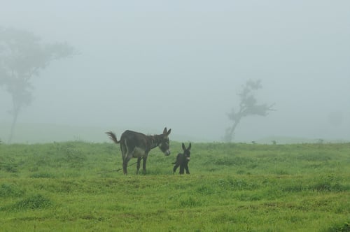 Auf diesen saftigen Wiesen lässt es sich gut Grasen.