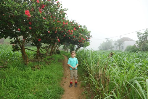 Wandern entlang blühenden Hibiskusbäumen.