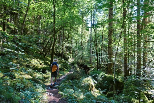Der Pfad führt durch üppiges Grün.