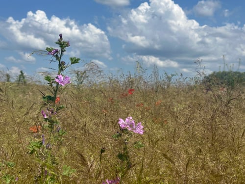 2025/06: Farbtupfer (HUN)