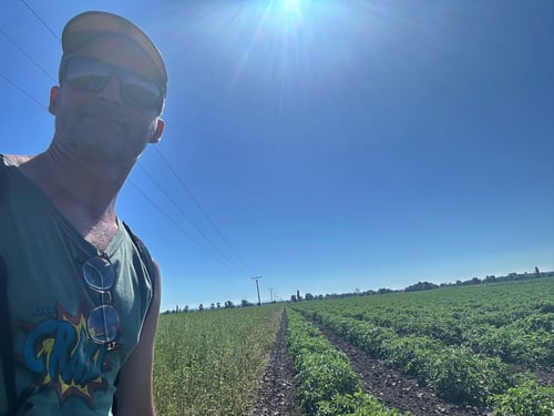 Hier, entlang den Tomatenfeldern, verläuft mein Weg.