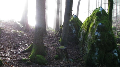 Die Morgensonne dringt in den Wald ein