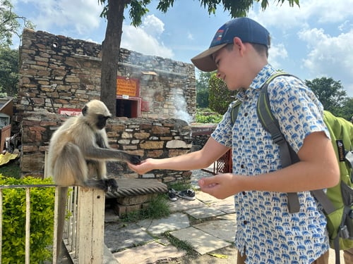 2025/09: Affen im Chittorgarh-Fort (Chittorgarh/Rajasthan/Indien)