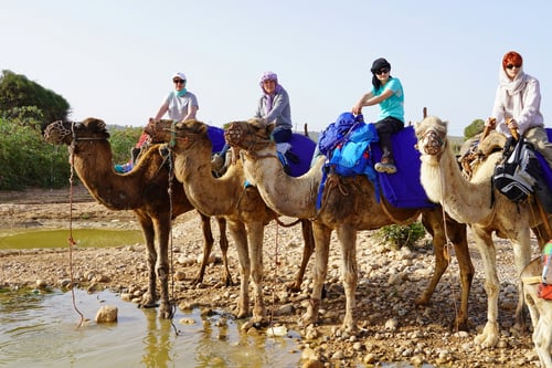 Trinkpause für die Kamele am Fluss