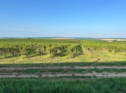 Mein Weg führte entlang des Weinguts der Kasnyik