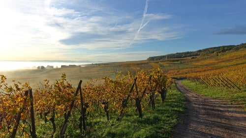 Gold-gelbe Farben - soweit das Auge reicht.