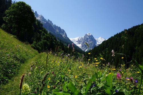 Blick ins Reichenbachtal. Im Hintergrund das Wellenhorn (3191m).
