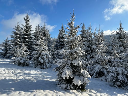 2022/12: Winter im Schwarzbubenland (CH/SO/Seewen)