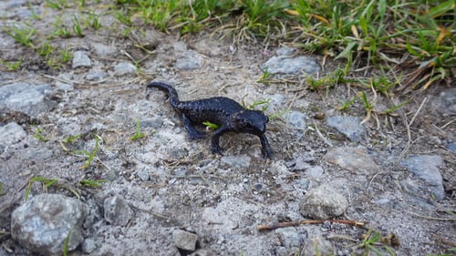 Gegenverkehr auf dem Wanderweg.