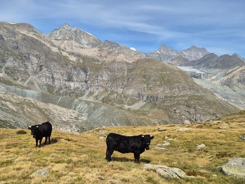 Begegnung an der Abzweigung ins Ofental.