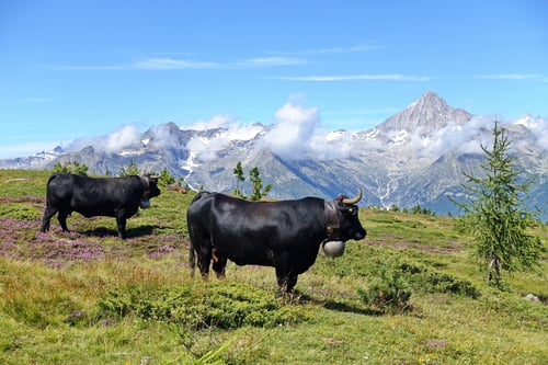 2021/07: Blick auf das Bietschhorn, mit zwei original Walliser Eringerkühen davor auf der Weide (CH/VS)