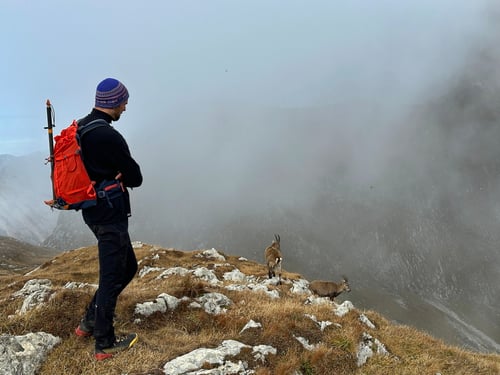 Steinbockherden: Wer beobachtet hier wen?