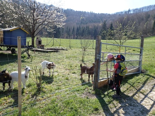 Geissen auf der Buechmatt.