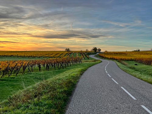 2022/10: Tagesanbruch auf der Weinwanderung durch die elsässischen Weinfelder (F/Elsass/Andlau)