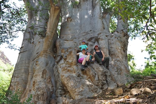 TELO unterm Baobab-Baum