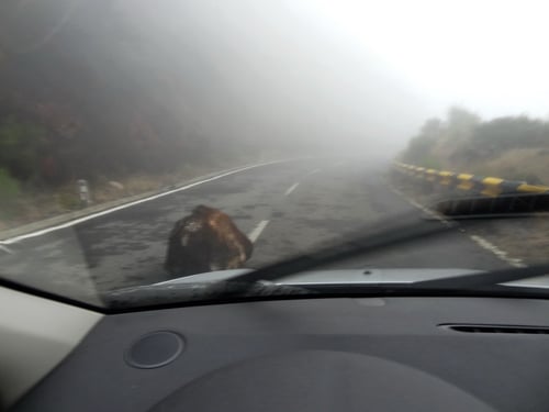 Massive Hindernisse auf der Fahrbahn bei schlechter Sicht