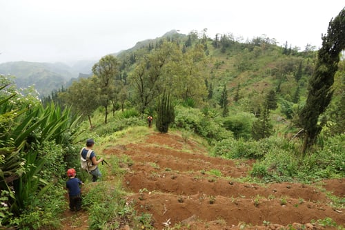 Abstieg durch die Terrassengärten (Mais und Bohnen).