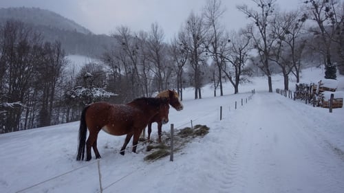 Pferde beim Lauwilerberg.