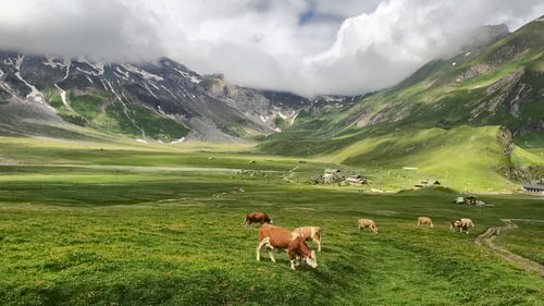 Auf der Engstligenalp.