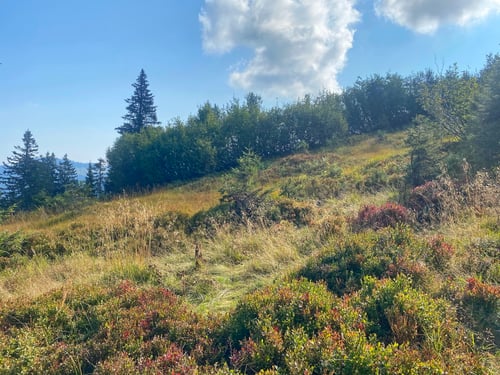 Grossartige Herbstfarben!