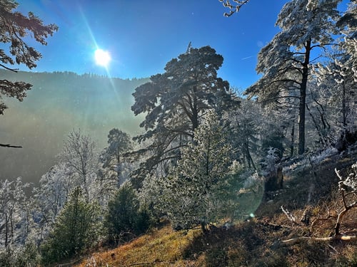 2025/12: Winterwanderung auf der Richtiflue (CH/BL)