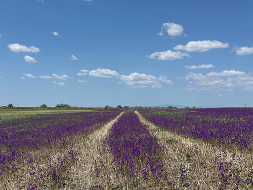 Mal eine andere Farbe in der Steppe.