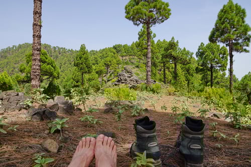 Ein Mittagsschläfchen auf weichem Kiefernnadelbett am Wegrand