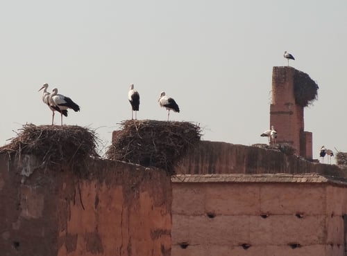 Europäische Störche, welche im warmen Marrakesch überwintern