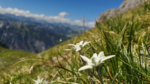 2020/07: Im Naturpark Diemtigtal (CH/BE)