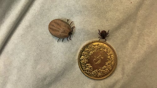 2020/04: Üble Zeitgenossen.... (CH/SO in Seewen)