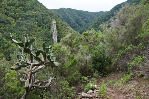 Immer wieder galt es tiefe, dichtbewaldete Schluchten zu durchqueren.