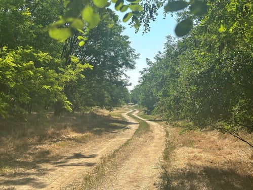 2026/06: Der Weg schlängelt sich durch die Waldlichtung (HUN)