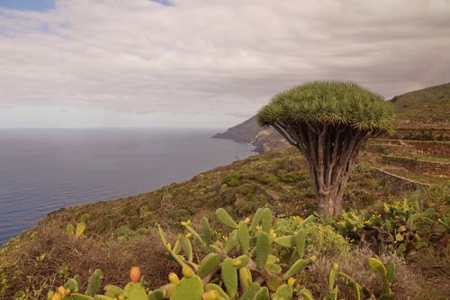 Ein Drachenbaum erhebt sich hoch über der Küste.