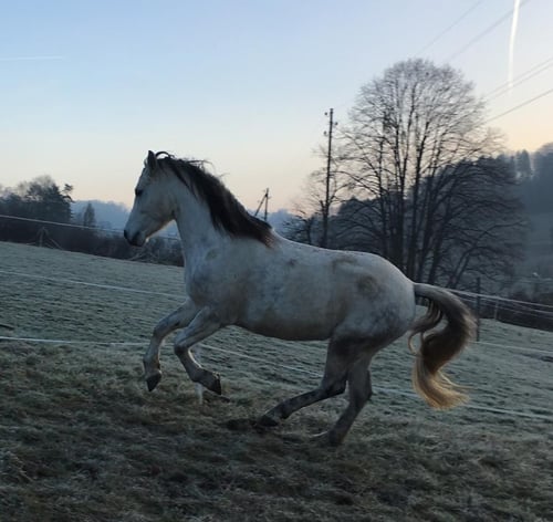 Sarah - Connemara Jg 2008