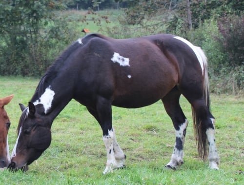 Lida - Lewitzer x Pintoaraber Jg 2007