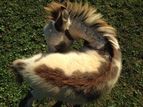 Lora Lou Surprise vom Bödeli Jg 2017