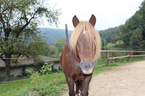 Luc - Shetty x Bretone Jg 2006