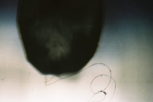 YLOP - LOPS ©stephan brenn